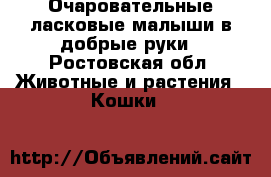 Очаровательные ласковые малыши в добрые руки - Ростовская обл. Животные и растения » Кошки   